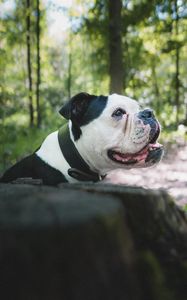 Preview wallpaper bulldog, dog, pet, protruding tongue, profile