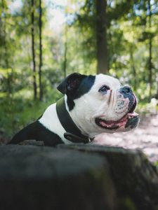 Preview wallpaper bulldog, dog, pet, protruding tongue, profile