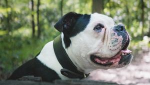 Preview wallpaper bulldog, dog, pet, protruding tongue, profile