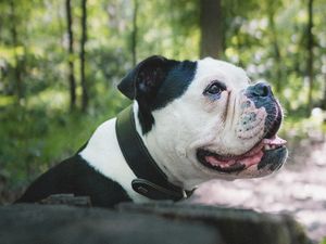 Preview wallpaper bulldog, dog, pet, protruding tongue, profile