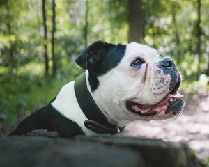 Preview wallpaper bulldog, dog, pet, protruding tongue, profile