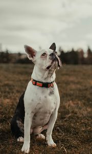 Preview wallpaper bulldog, dog, pet, white, glance
