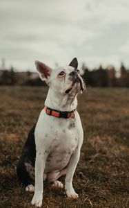 Preview wallpaper bulldog, dog, pet, white, glance