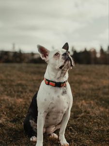 Preview wallpaper bulldog, dog, pet, white, glance