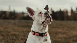 Preview wallpaper bulldog, dog, pet, white, glance