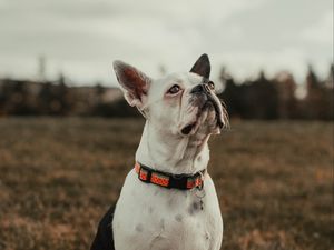 Preview wallpaper bulldog, dog, pet, white, glance