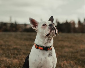 Preview wallpaper bulldog, dog, pet, white, glance