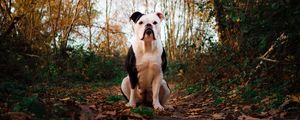 Preview wallpaper bulldog, dog, pet, animal