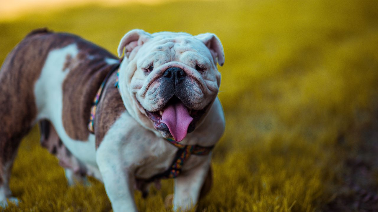 Wallpaper bulldog, dog, protruding tongue, muzzle