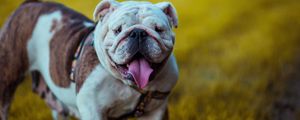 Preview wallpaper bulldog, dog, protruding tongue, muzzle