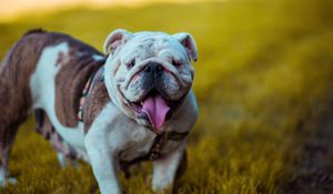 Preview wallpaper bulldog, dog, protruding tongue, muzzle