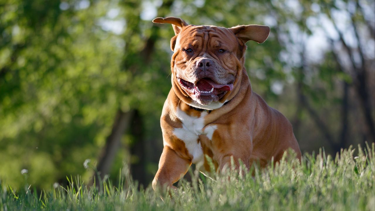 Wallpaper bulldog, dog, protruding tongue