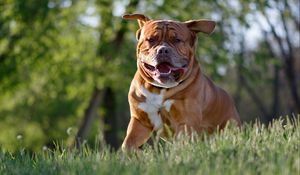 Preview wallpaper bulldog, dog, protruding tongue