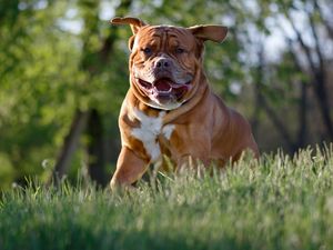 Preview wallpaper bulldog, dog, protruding tongue