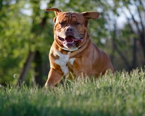 Preview wallpaper bulldog, dog, protruding tongue