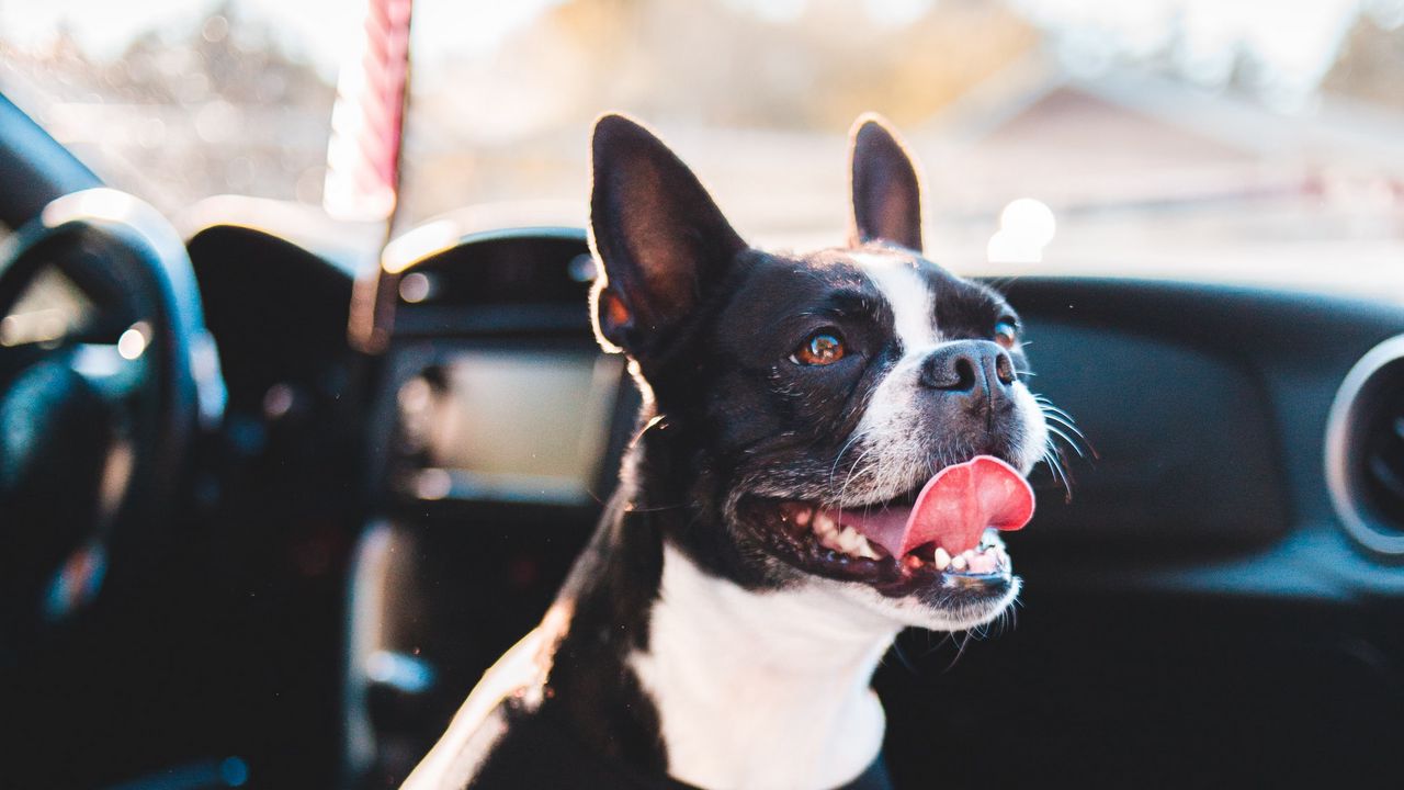 Wallpaper bulldog, dog, protruding tongue, pet, car