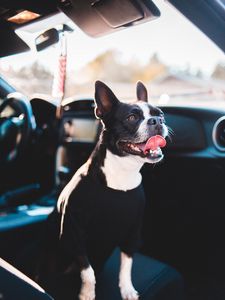 Preview wallpaper bulldog, dog, protruding tongue, pet, car