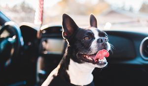 Preview wallpaper bulldog, dog, protruding tongue, pet, car