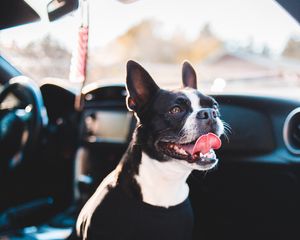 Preview wallpaper bulldog, dog, protruding tongue, pet, car