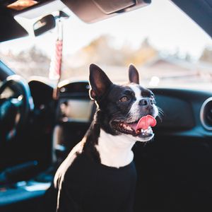Preview wallpaper bulldog, dog, protruding tongue, pet, car