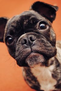 Preview wallpaper bulldog, dog, puppy, snout, eyes, spotted