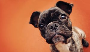 Preview wallpaper bulldog, dog, puppy, snout, eyes, spotted