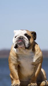 Preview wallpaper bulldog, dog, sit, sky