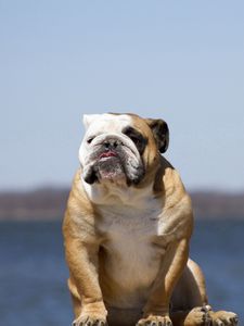 Preview wallpaper bulldog, dog, sit, sky