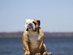 Preview wallpaper bulldog, dog, sit, sky