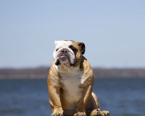 Preview wallpaper bulldog, dog, sit, sky