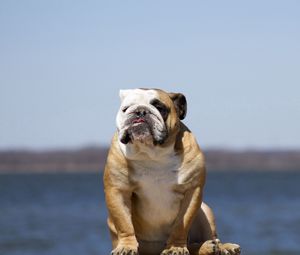 Preview wallpaper bulldog, dog, sit, sky