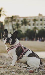 Preview wallpaper bulldog, dog, sitting, sand, stones