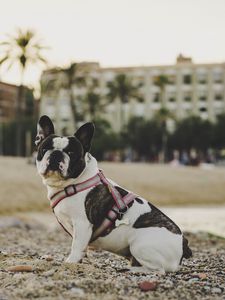 Preview wallpaper bulldog, dog, sitting, sand, stones