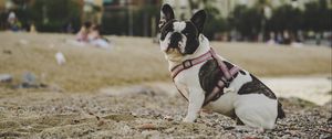 Preview wallpaper bulldog, dog, sitting, sand, stones