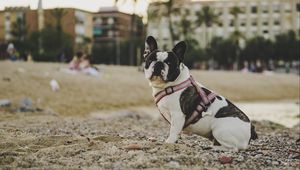 Preview wallpaper bulldog, dog, sitting, sand, stones