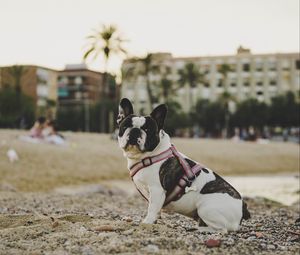 Preview wallpaper bulldog, dog, sitting, sand, stones