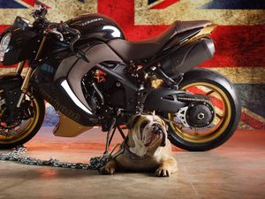 Preview wallpaper bulldog, dog, triumph, flag