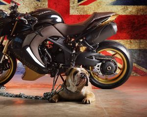 Preview wallpaper bulldog, dog, triumph, flag