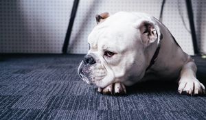Preview wallpaper bulldog, dog, white, pet