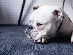 Preview wallpaper bulldog, dog, white, pet