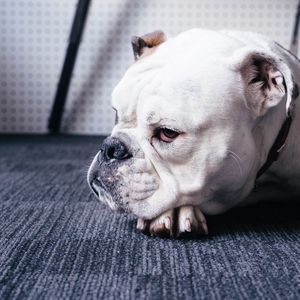 Preview wallpaper bulldog, dog, white, pet