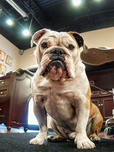 Preview wallpaper bulldog, face, fat, room, furniture