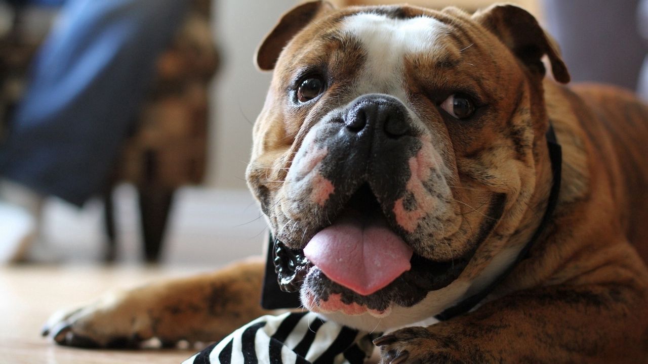 Wallpaper bulldog, face, tongue, tie