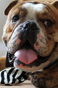 Preview wallpaper bulldog, face, tongue, tie