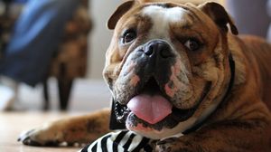 Preview wallpaper bulldog, face, tongue, tie