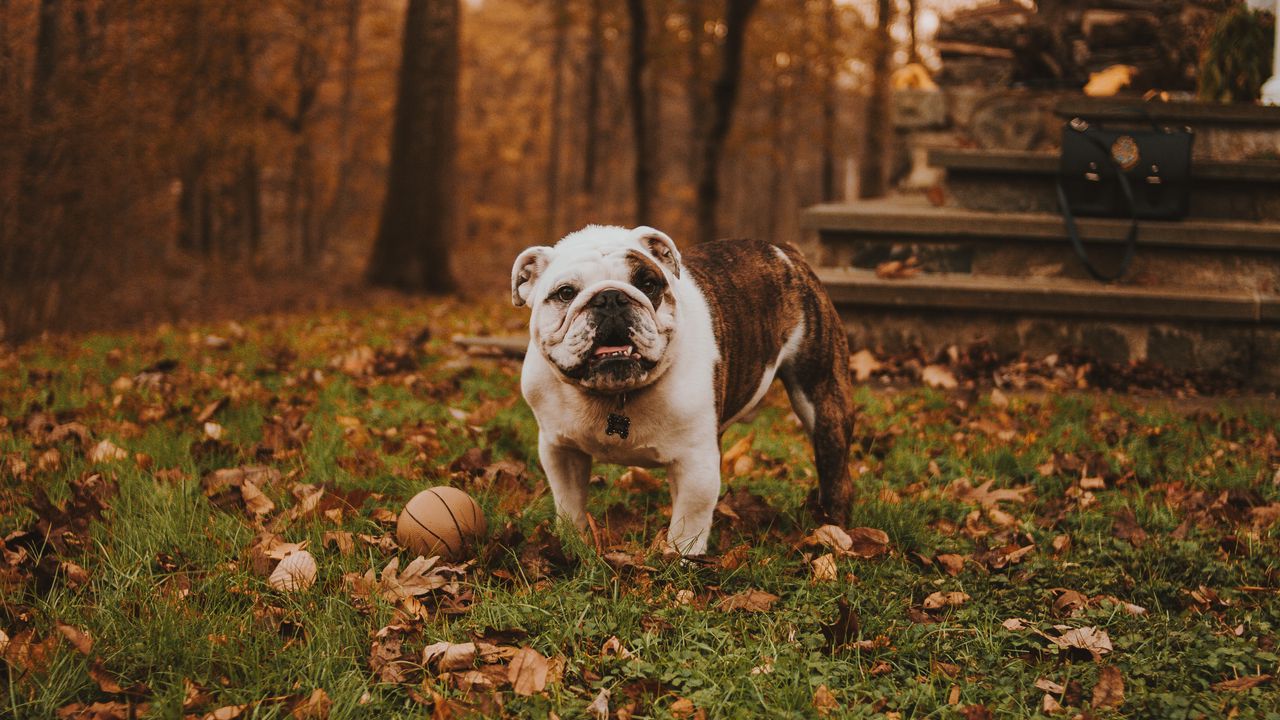 Wallpaper bulldog, muzzle, ball, autumn, grass