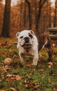 Preview wallpaper bulldog, muzzle, ball, autumn, grass