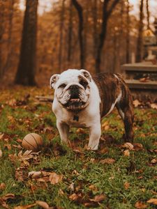 Preview wallpaper bulldog, muzzle, ball, autumn, grass