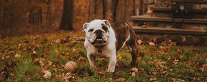 Preview wallpaper bulldog, muzzle, ball, autumn, grass