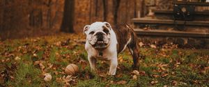 Preview wallpaper bulldog, muzzle, ball, autumn, grass